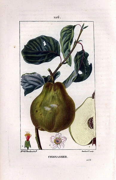 Botanical board: quince tree, Pyrus oblonga, showing fruit, blossom, leaves, branch and section of fruit. Handcoloured stipple copperplate engraving by Lambert Junior from a drawing by Madame Panckoucke from Chaumeton