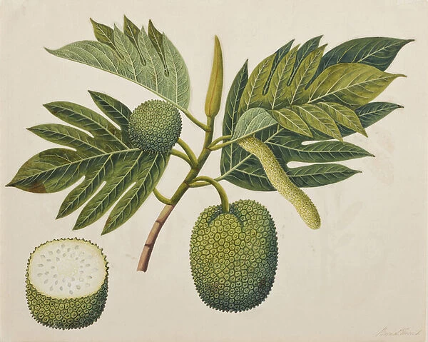Breadfruit flower, foliage, and fruit, c. 1820 (opaque w  /  c on paper)