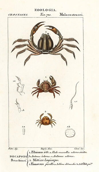 Bristly crab, Pilumnus hirtellus 1, light-blue soldier crab, Mictyris longicarpus 2, pea crab, Pinnotheres pisum 3