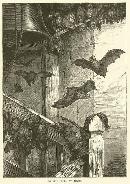 British bats at home (engraving)