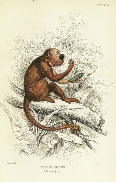 Brown howler monkey, Alouatta guariba, eating a guaba fruit, Inga edulis. (Araguato, Mycetes ursinus.) Critically endangered. Handcoloured steel engraving by W.H