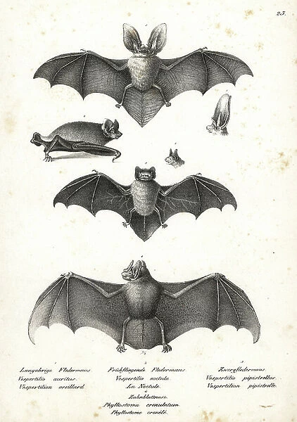 Brown long-eared bat, Plecotus auritus 1, common noctule, Nyctalus noctula 2, common pipistrelle, Pipistrellus pipistrellus 3, and striped hair-nosed bat, Mimon crenulatum 4