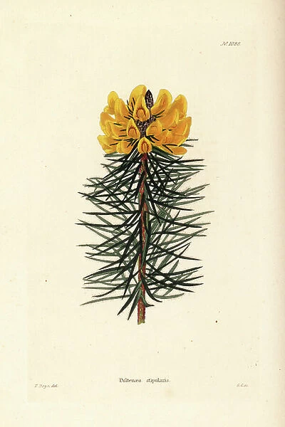 Bush pea, Pultenaea stipularis. Handcoloured copperplate engraving by George Cooke after Thomas Shotter Boys from Conrad Loddiges' Botanical Cabinet, Hackney, 1825