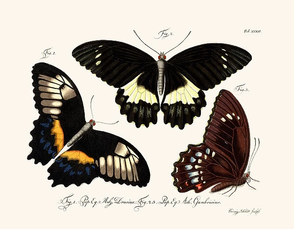 Butterflies, 1783-1806 (coloured engraving)