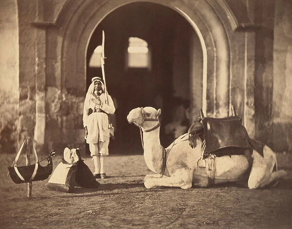 Camel lying down, c. 1866 (photogravure)