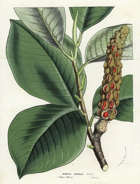 Campbell's magnolia, Magnolia campbellii, leaves and seeds. Handcoloured lithograph from Louis van Houtte and Charles Lemaire's Flowers of the Gardens and Hothouses of Europe, Flore des Serres et des Jardins de l'Europe, Ghent, Belgium, 1857