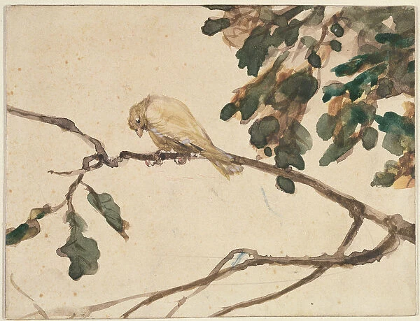 Canary on an Oak Tree Branch (w  /  c on paper)