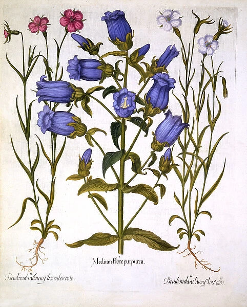 Canterbury Bells, and Corn Cockles, from Hortus Eystettensis