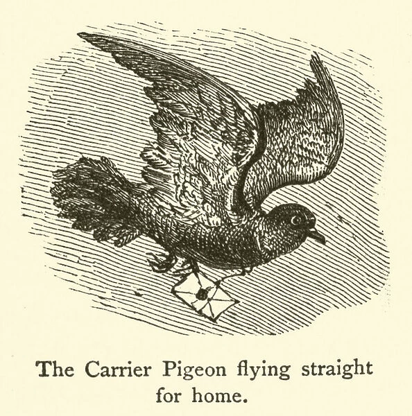The Carrier Pigeon flying straight for home (engraving)