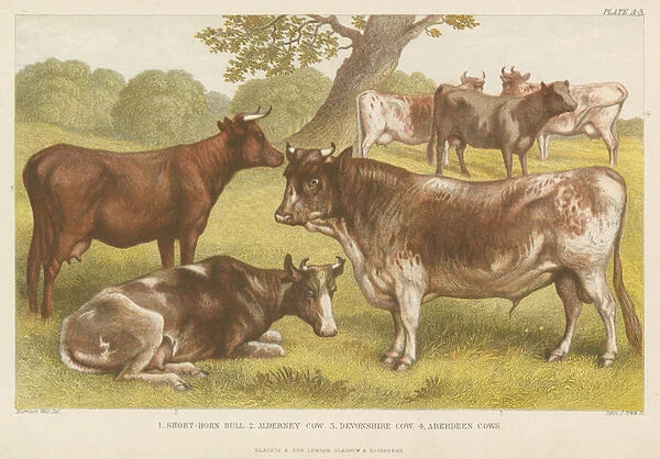 Cattle (coloured engraving)