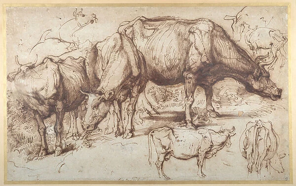 Cattle in Pasture, c. 1618-20 (pen & ink with wash on paper)