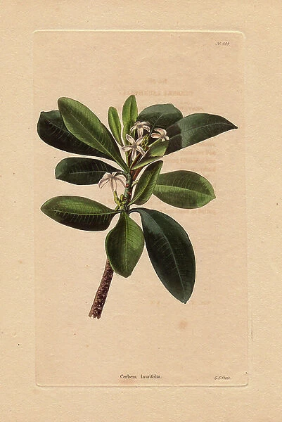 Cerbera laurifolia branch. Originally from Asia, this plant owes its name to Cerbere, the guardian of the Underworld of Greek mythology, because of its highly toxic fruits. Engraving by George Cooke (1781-1834)