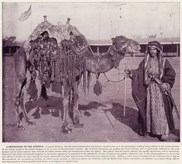 Chicago Worlds Fair, 1893: A Dromedary of the Steppes (b  /  w photo)