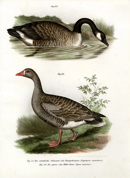 Chinese goose, 1864 (colour litho)