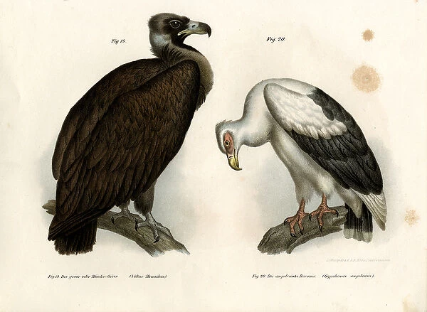 Cinereous Vulture, 1864 (colour litho)