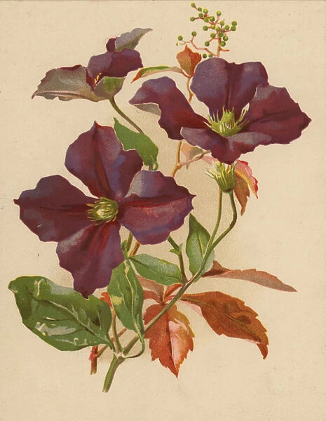 Clematis and Virginian Creeper (chromolitho)