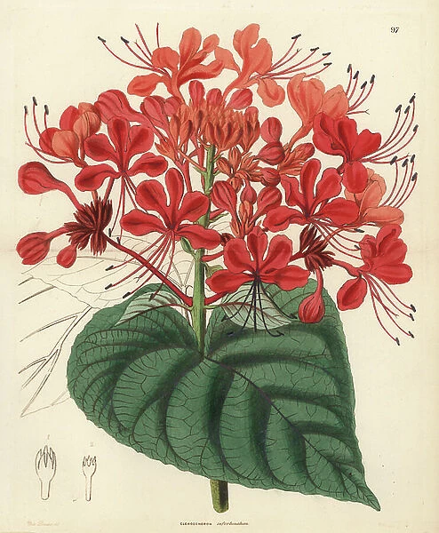 Clerodendron or Clerodendron - Hill glory bower, Clerodendrum infortunatum (Unlucky clerodendron, Clerodendron infortunatum). Handcoloured copperplate engraving by G