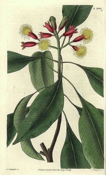 Clove branch (fruit: cloves) in bloom, ecarlate and yellow flowers. Illustration by Wiliam Jackson Hooker (1785-1865), British botanist and writer, professor at the University of Glasgow (Scotland)