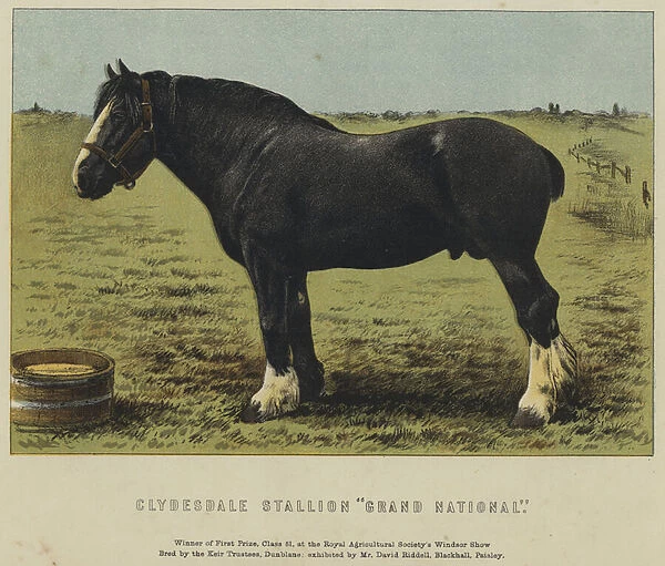 Clydesdale Stallion 'Grand National'(colour litho)
