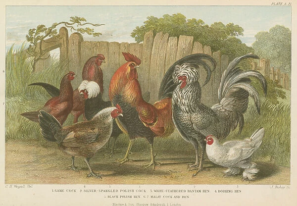 Cocks and hens (coloured engraving)