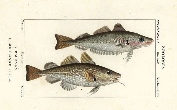 Cod fish, Gadus morhua, Baccala 1 and whiting, Merlangius merlangus, Merlango comune 2