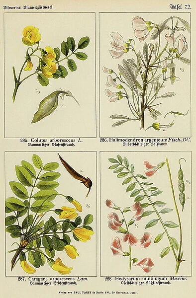 Colutea Arborescens, Halimodendron Argenteum, Caragana Arborescens, Hedysarum Multijugum (colour litho)