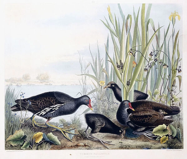 Common Gallinule (Moorhen)(Male, female and young), c.1841 (hand-coloured engraving)