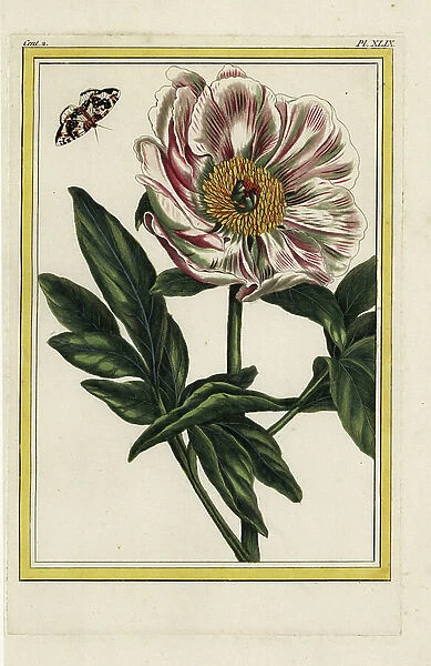 The common peony color of flesh. Pink peony, Paeonia officinalis. Handcoloured etching from Pierre Joseph Buchoz Precious and illuminated collection of the most beautiful and curious flowers