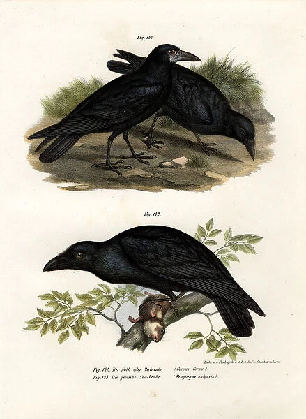 Common Raven, 1864 (colour litho)