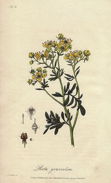 Common rue or herb-of-grace, Ruta graveolens