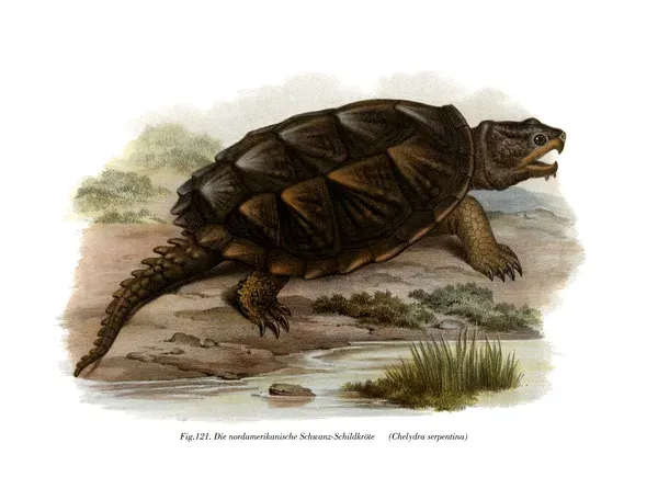 Common Snapping Turtle Colour Litho Print Art Prints