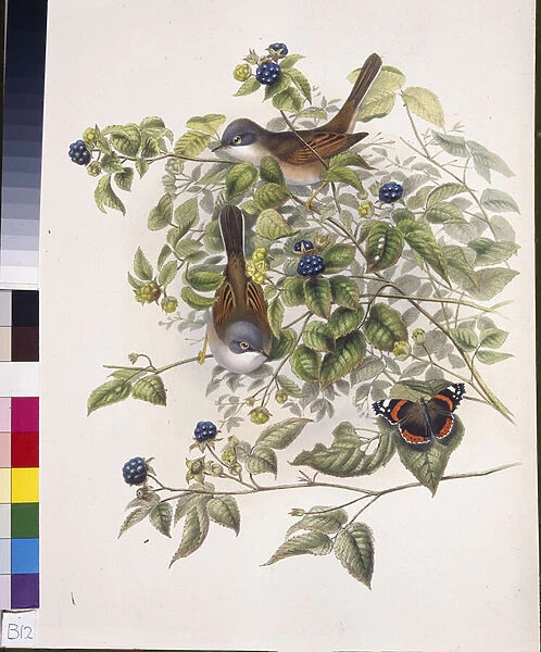 Common Whitethroat (Sylvia communis) (hand-coloured litho)