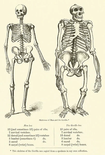 Comparison of Skeletons of Man and Gorilla (engraving)