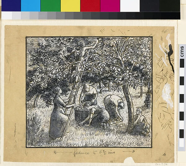 Compositional study of female peasants harvesting apples
