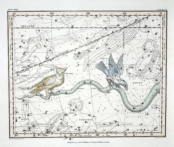 The Constellations (Plate XXVII) Hydra Continua, Crater, Covus, Centaurus et Lupus