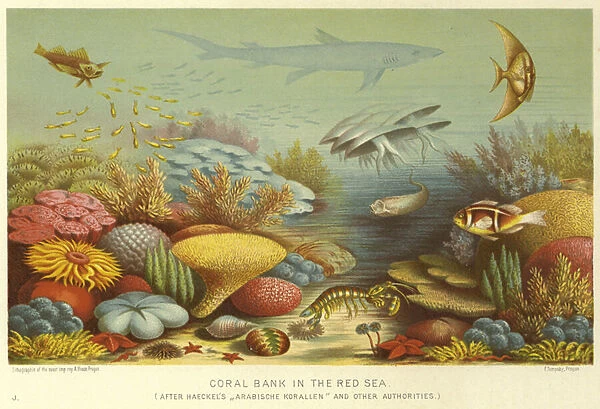 Coral Bank in the Red Sea (chromolitho)
