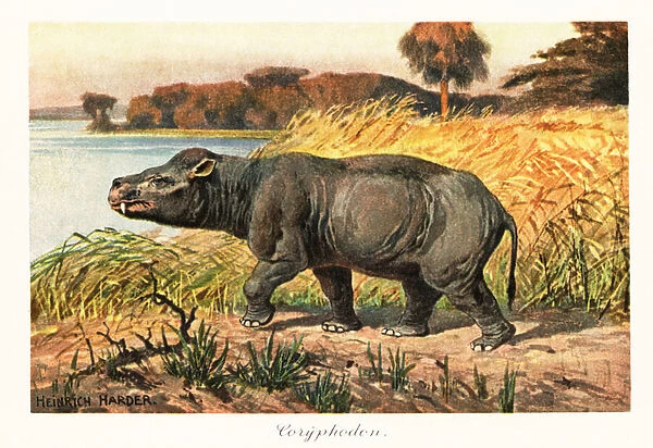 Coryphodon radians, extinct pantodont mammal of the Eocene. 1908 (Print)