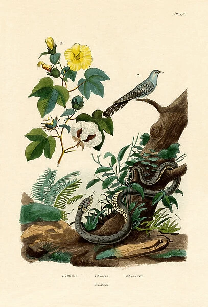 Cotton, 1833-39 (coloured engraving)