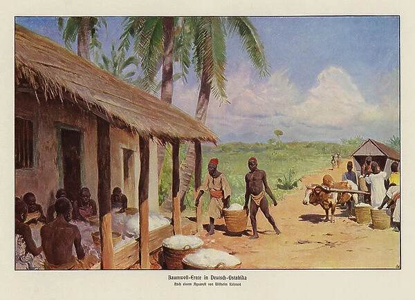 Cotton harvest in German East Africa (colour litho)