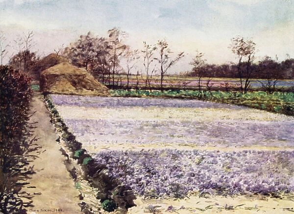 A Crocus Field (colour litho)