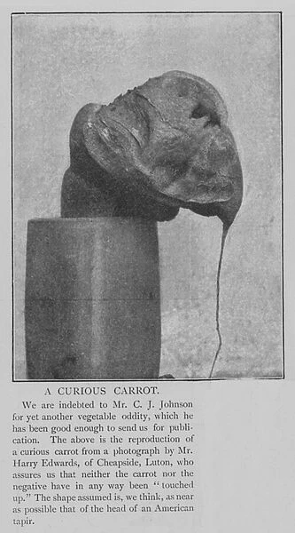 A Curious Carrot (engraving)