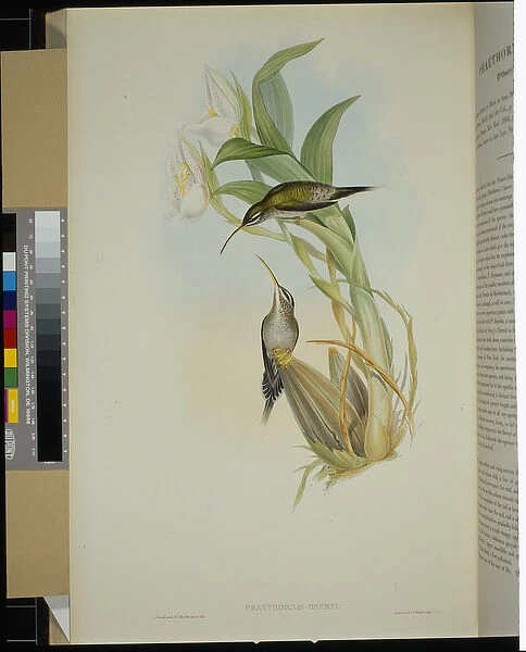 D Oserys Hermit (phaethornis oseryi) (hand-coloured litho)