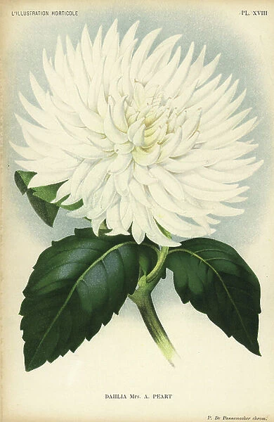 Dahlia hybrid, Mrs. A Peart, the original white cactus variety, raised by Thomas S. Ware of Tottenham. Chromolithograph by P. de Pannemaeker from Jean Linden's l'Illustration Horticole, Brussels, 1894