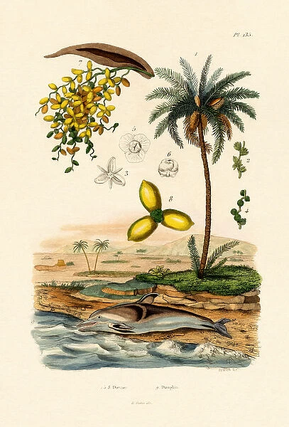 Date Palm, 1833-39 (coloured engraving)