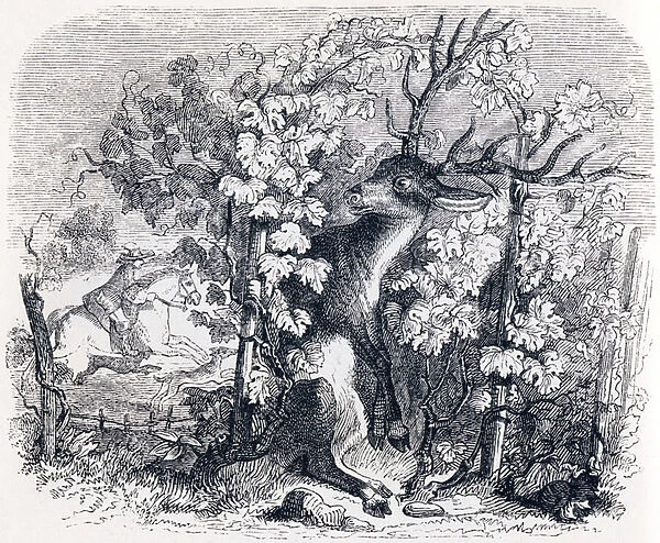 The deer and the vine (Le cerf et la vigne) - Fables by La Fontaine