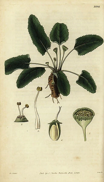 Dorstenia brasiliensis (Peziza flowered dorstenia, Dorstenia tubicina). Handcoloured copperplate engraving by Swan after an illustration by William Jackson Hooker from Samuel Curtis' Botanical Magazine, London, 1828