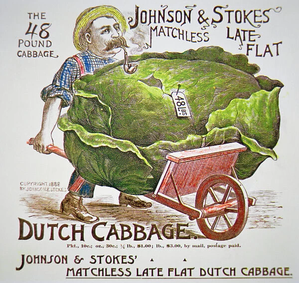Dutch Cabbage Advert, 1888 (coloured engraving)
