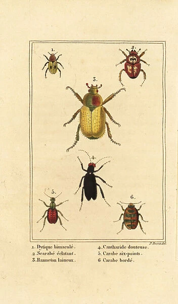 Dytiscus bimaculatus 1, scarab 2, cockchafer, Melolontha melolontha 3, Cantharis beetle 4, Carabus sexpunciatus 5 and Omophron limbatum 6
