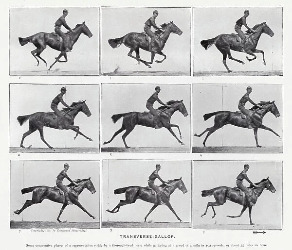 Eadweard Muybridge: Transverse-Gallop (b  /  w photo)