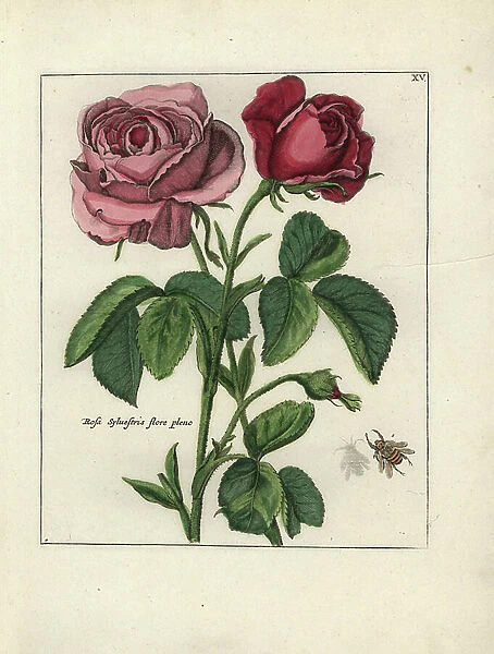 Eglantine (Rosa sylvestris), with a bee - Lithography attributed to Paul Theodor van Brussel (1754-1795), author of the cover bouquet, or A.Bres. influenced by Nicolas Robert (1614-1685)